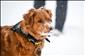 Jak ochr�nit psa p�ed mrazy? Pozor na �sn�hovou ang�nu� a ledov� kuli�ky v tlapk�ch