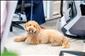 V�t�ina evropsk�ch zam�stnanc� by zm�nila pr�ci kv�li pet-friendly kancel��i