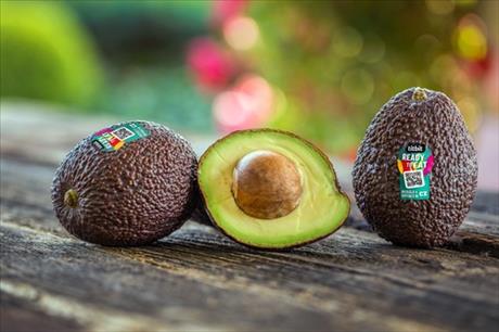 avokado