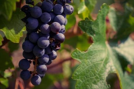 Svatomartinsk vna 2025