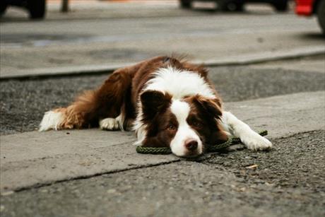 Mal� p��znaky, velk� probl�m: Kdy u� u mazl��ka ne�ekat a jednat