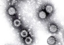 rotavirus