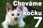 chováme kočku