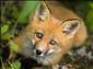 Lišky trousí smrt: Na houby i na borůvky