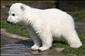 Lední medvědi v boji proti smrtící bakterii