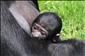 Gorila Kijivu je pyšná na své třetí mládě