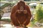 Orangutanka Nonja fotí a láme rekordy