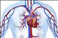 Pozor na tupce! Skl�t� ho brzy infarkt