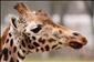 Žirafa na pedikúře: hrozil jí úhyn!