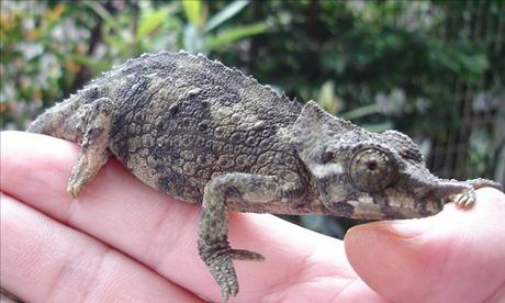 Chameleon – nevšední společník