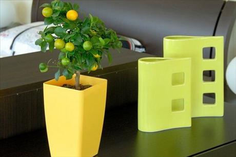 citron, citrusy, pěstovat