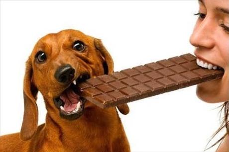 dog_chocolate0801.jpg