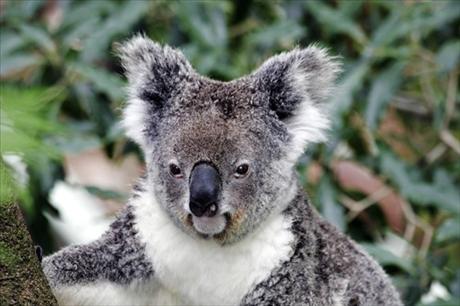 koala
