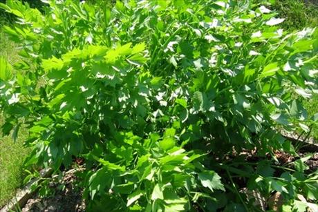 Libe�ek � zelen� magi doporu�uje Jamie Oliver ve sv�ch receptech