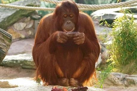 Orangutanka Nonja fotí a láme rekordy