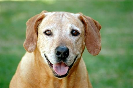 Starý pes: Lásku, nebo injekci?