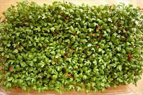 Jarn� �e�ichov� pomaz�nka