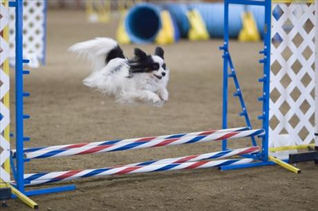 Co se pejsek nau ve tn kolce?