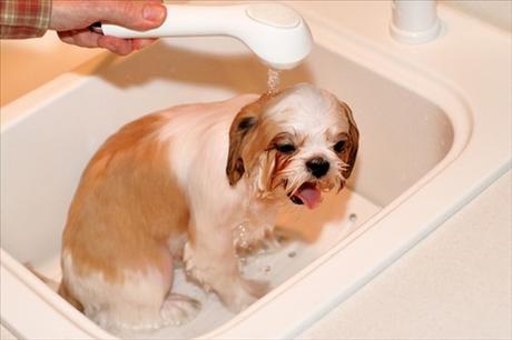 pes se koupe