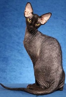 peterbald