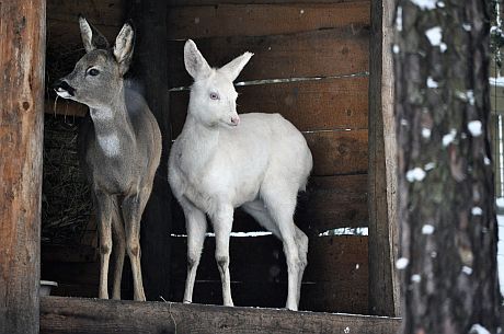 Srna obecn - albnka