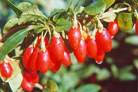 goji, kustovnice ��nsk�, dlouhov�kost