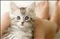 Tou��te po ko�ce? Trochu se na nov�ho dom�c�ho p�ipravte!
