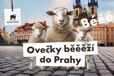 Oveckarna
