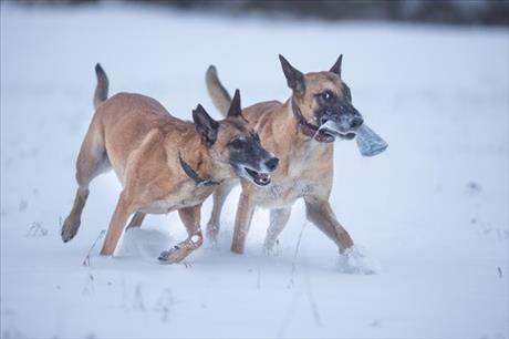 Zimni radovanky se psy